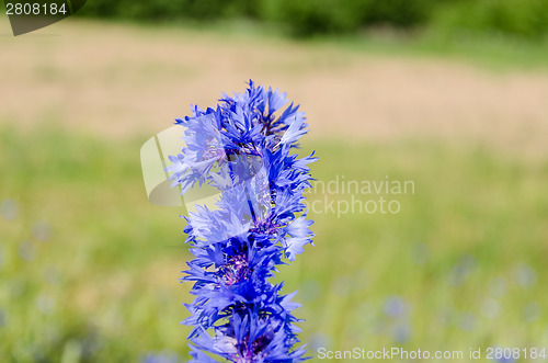 Image of blue cornflower bouquet on nature green background