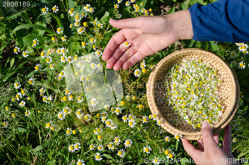 Image of Hand pick chamomile herbal flower blooms to dish 