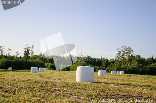 Image of polythene wrapped grass bales fodder for animal 