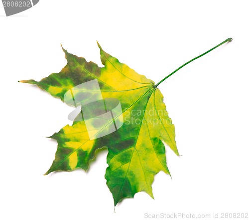 Image of Multicolor maple-leaf 