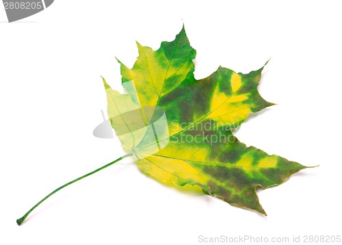 Image of Multicolor maple leaf