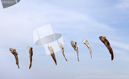 Image of Stockfish drying on sun