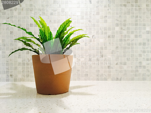 Image of Green plant in the bright kitchen