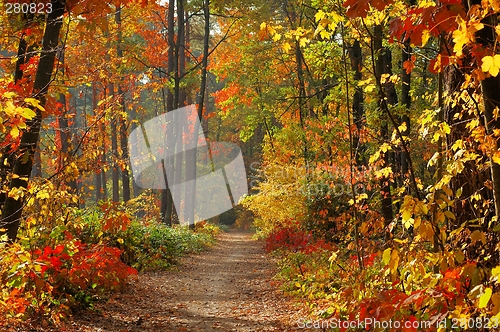 Image of Colors of Fall