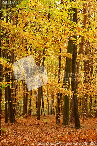Image of Colors of Fall