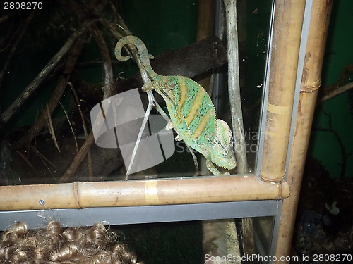 Image of chameleon