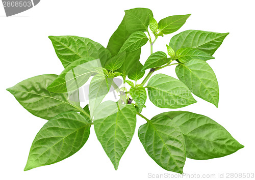Image of Blossoming  branch of pepper