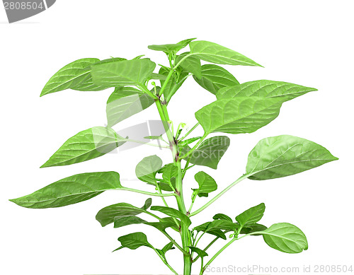 Image of Branch of pepper