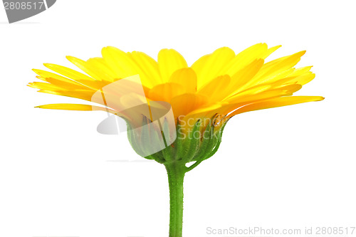 Image of One orange flower of calendula