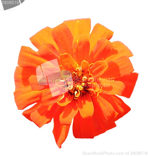 Image of One orange flower