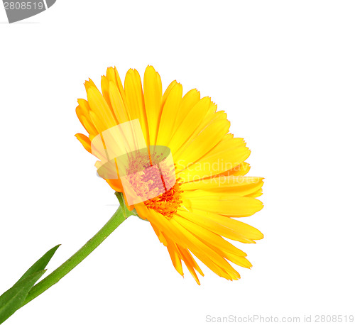 Image of One orange flower of calendula