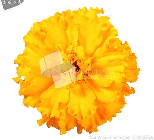 Image of One orange flower of marigold