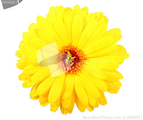 Image of One yellow flower of calendula