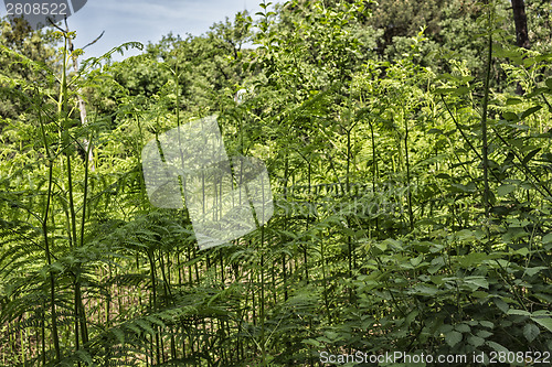 Image of Ferns  in the pinewood forest near Marina Romea