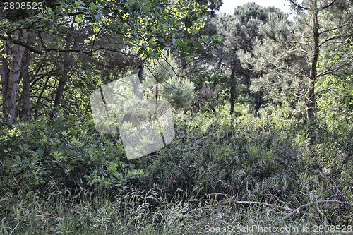 Image of Plants in the pinewood forest near Marina Romea 