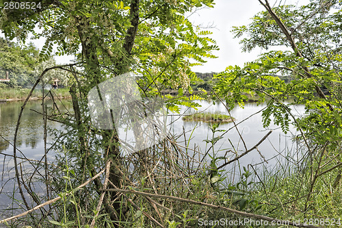 Image of Plants on the lagoon near Marina Romea 