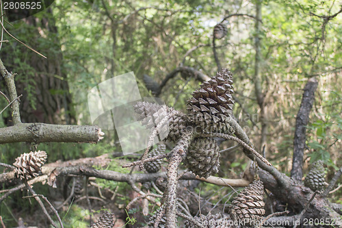 Image of Pine cones in the pinewood forest near Marina Romea 