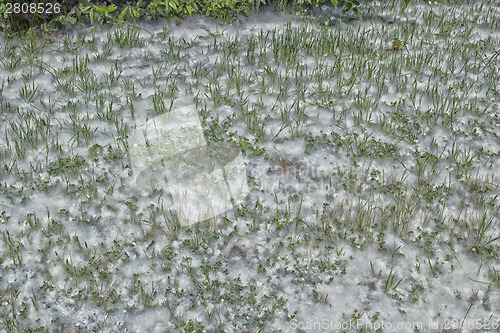 Image of Poplar white snowlike hairs in the pinewood forest near Marina R