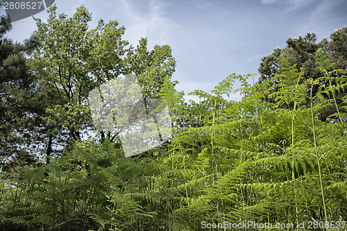 Image of Ferns  in the pinewood forest near Marina Romea