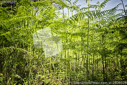 Image of Ferns  in the pinewood forest near Marina Romea