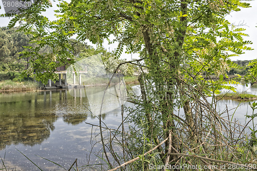 Image of Plants on the lagoon near Marina Romea 