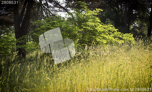 Image of Plants in the pinewood forest near Marina Romea 