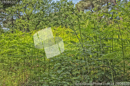 Image of Ferns  in the pinewood forest near Marina Romea