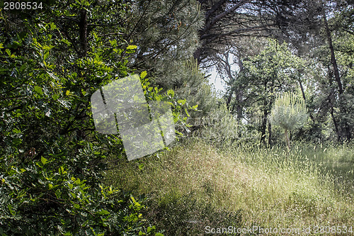 Image of Plants in the pinewood forest near Marina Romea 