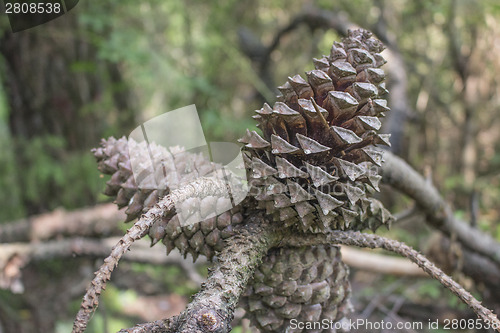 Image of Pine cones in the pinewood forest near Marina Romea 