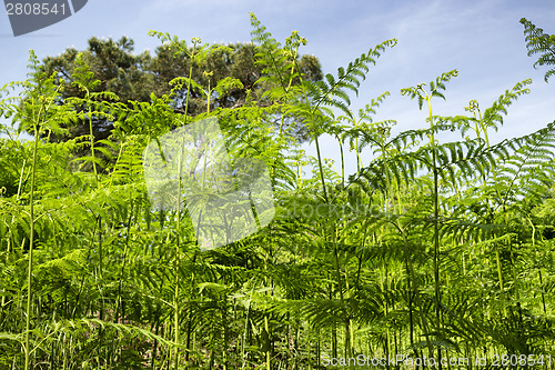 Image of Ferns  in the pinewood forest near Marina Romea