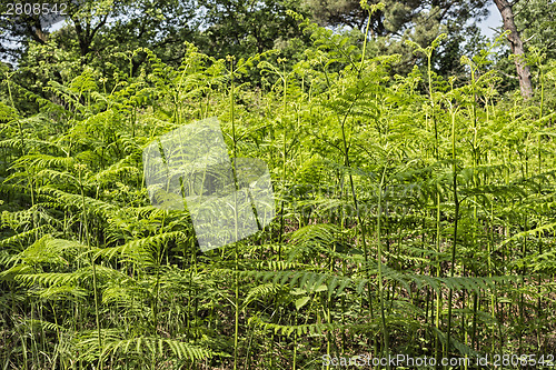 Image of Ferns  in the pinewood forest near Marina Romea