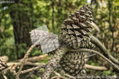 Image of Pine cones in the pinewood forest near Marina Romea 