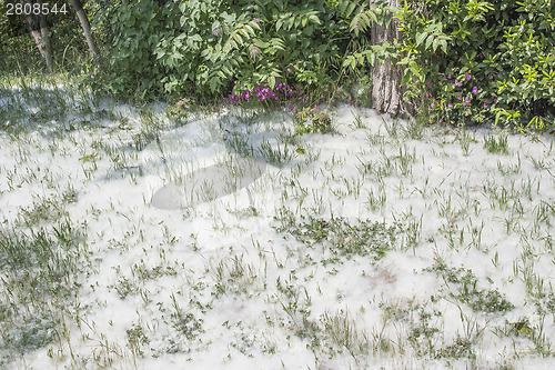 Image of Poplar white snowlike hairs in the pinewood forest near Marina R