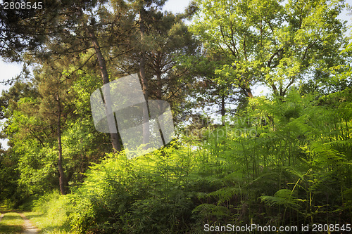 Image of Ferns  in the pinewood forest near Marina Romea