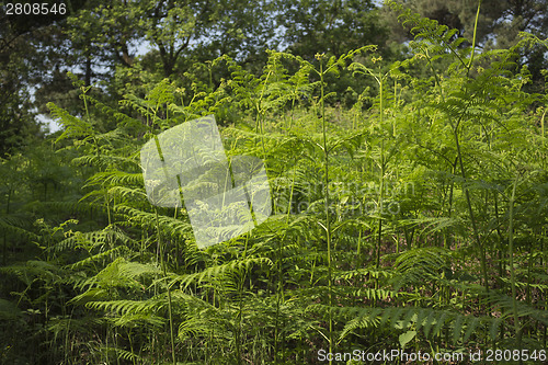 Image of Ferns  in the pinewood forest near Marina Romea