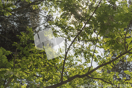 Image of Green leaves, sun and sky in the pinewood  near Marina Romea 