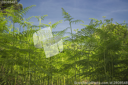 Image of Ferns  in the pinewood forest near Marina Romea