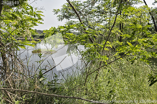 Image of Plants on the lagoon near Marina Romea 