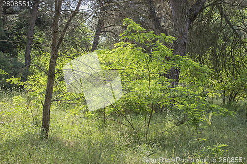 Image of Plants in the pinewood forest near Marina Romea 