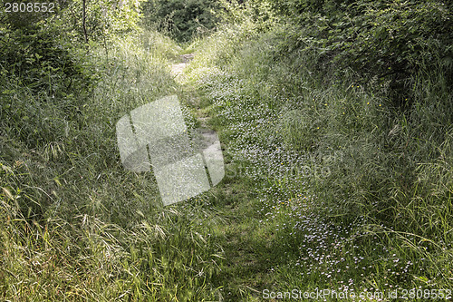 Image of Walking road in  the pinewood forest near Marina Romea