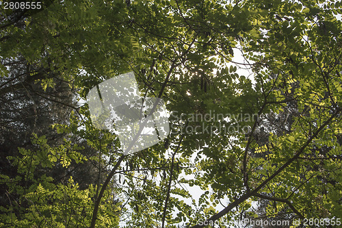 Image of Green leaves, sun and sky in the pinewood  near Marina Romea 