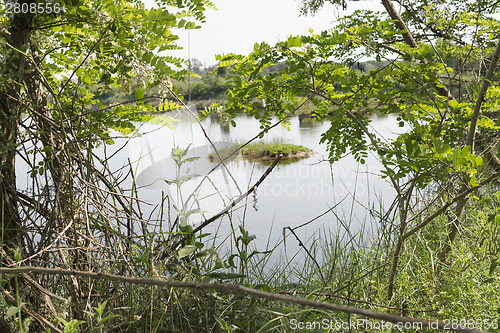 Image of Plants on the lagoon near Marina Romea 