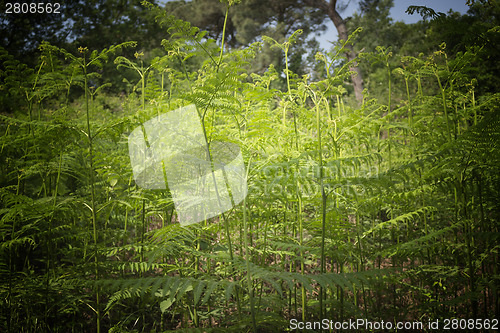 Image of Ferns  in the pinewood forest near Marina Romea