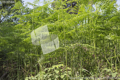 Image of Ferns  in the pinewood forest near Marina Romea