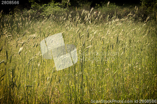 Image of Plants in the pinewood forest near Marina Romea 