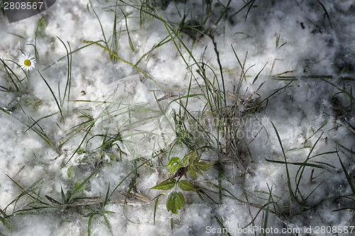 Image of Poplar white snowlike hairs in the pinewood forest near Marina R