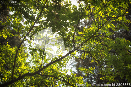 Image of Green leaves, sun and sky in the pinewood  near Marina Romea 