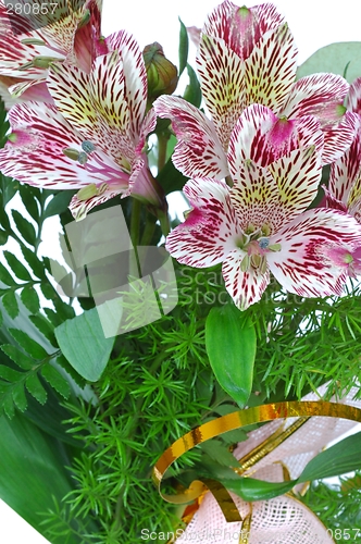 Image of Flowers