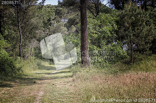 Image of Walking road in  the pinewood forest near Marina Romea