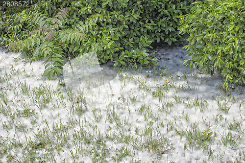 Image of Poplar white snowlike hairs in the pinewood forest near Marina R